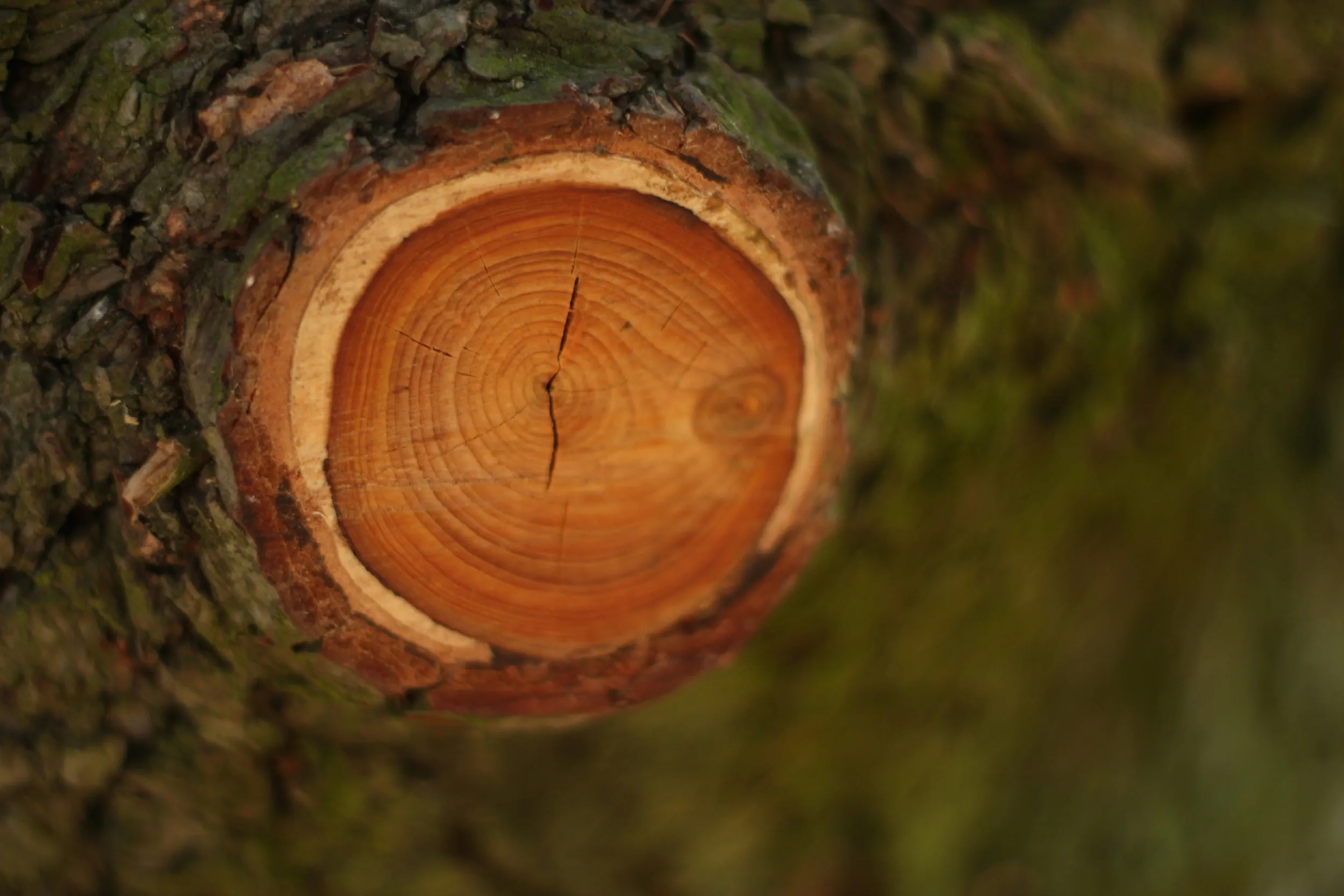 Corrective Pruning