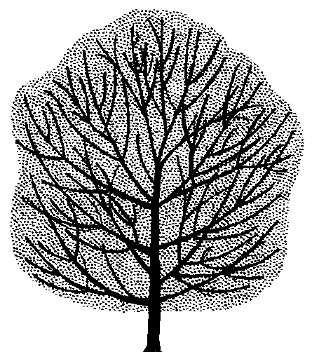 Acer platanoides nigrum