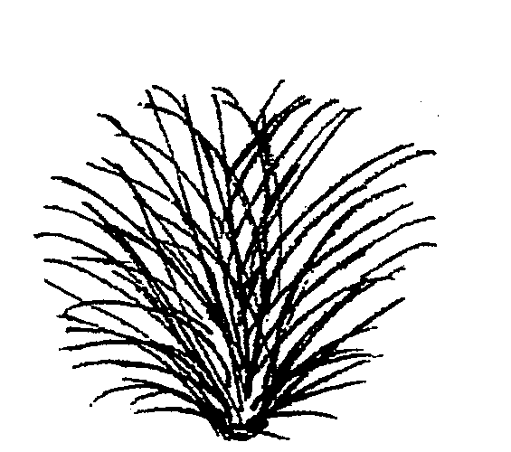 Juncus pallidus (PLUG grown)