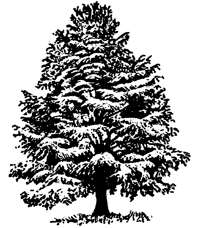 Cupressus arizonica (PLUG grown)