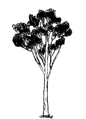 Eucalyptus laevopinea  (PLUG grown)