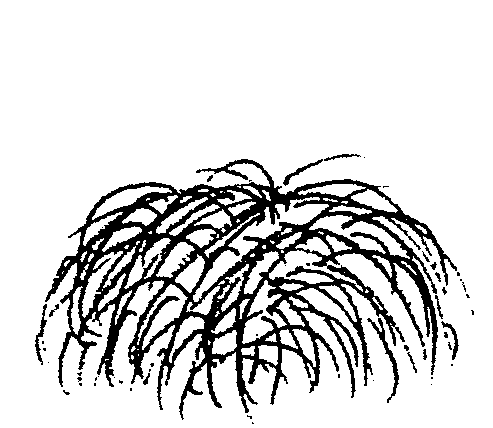 Chionochloa rubra (PLUG grown)
