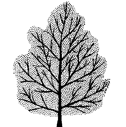 Ginkgo biloba (PLUG grown)
