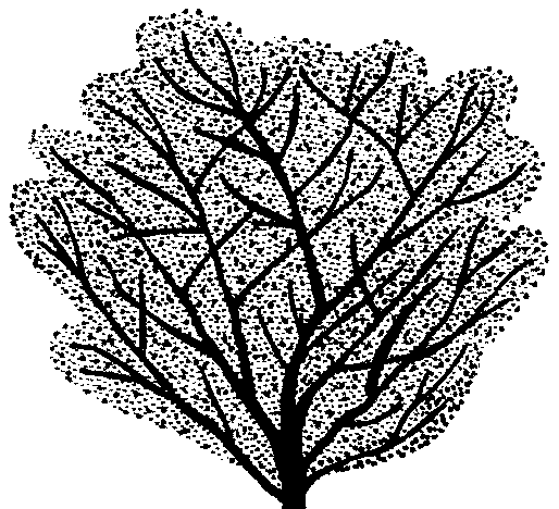 Prunus insititia (PLUG grown)