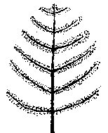 Idesia polycarpa (PLUG grown)