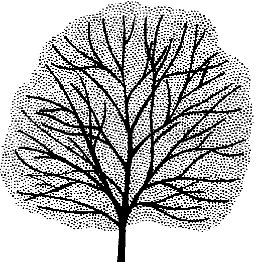 Koelreuteria paniculata
