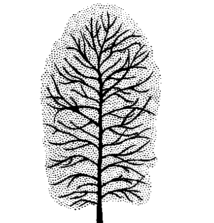 Diospyros kaki (PLUG grown)