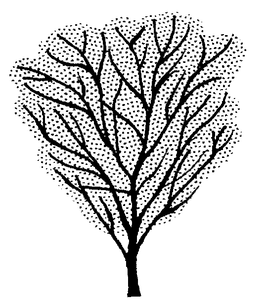 Sophora chathamica (PLUG grown)