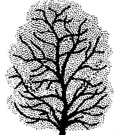 Magnolia stellata