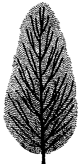 Coprosma robusta (PLUG grown)