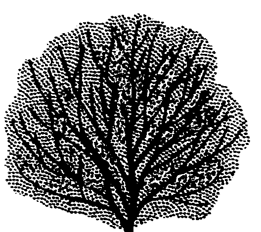 Prunus lusitanica  (PLUG grown)
