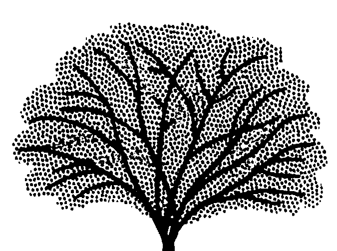 Piper excelsum (syn. Macropiper) (PLUG grown)