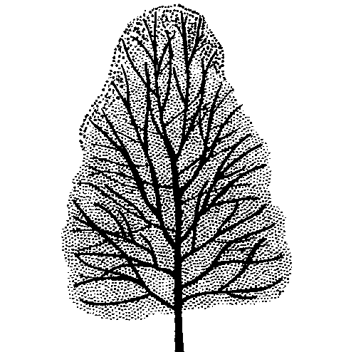 Pyrus communis