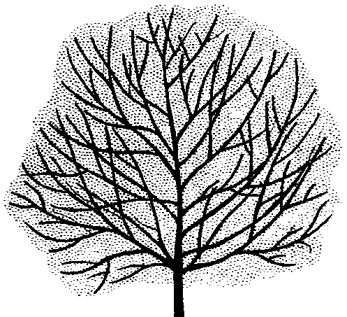 Quercus xalapensis (PLUG grown)