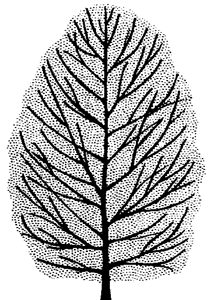 Quercus petraea x robur