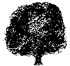 Quercus germana (PLUG grown)