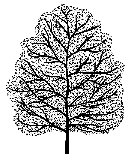 Quercus cerris