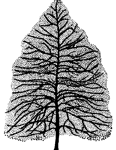 Quercus palustris